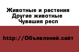 Животные и растения Другие животные. Чувашия респ.